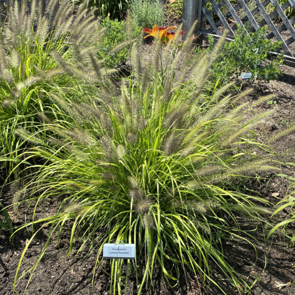 PRAIRIE WINDS® 'Lemon Squeeze' Pennisetum