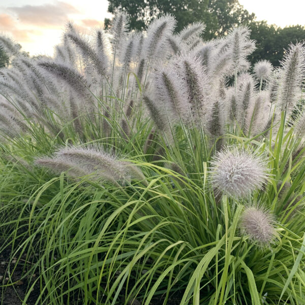 PRAIRIE WINDS® 'Lemon Squeeze' Pennisetum