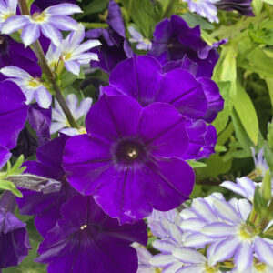 SUPERTUNIA® ROYAL VELVET® Petunia