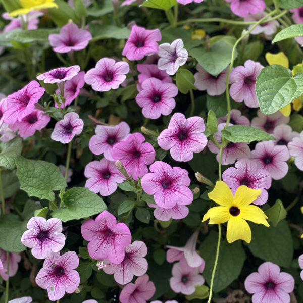 SUPERTUNIA® trailing Rose Veined Petunia