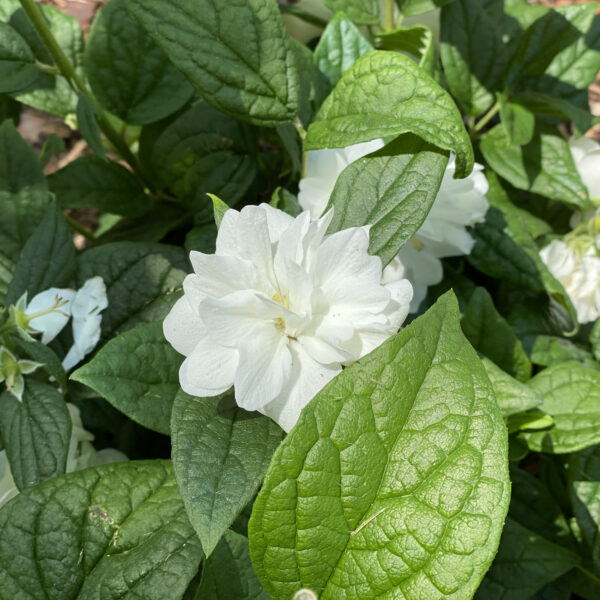 ILLUMINATI ARCH® Philadelphus - Image 5