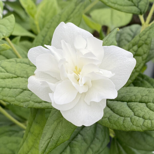 ILLUMINATI ARCH® Philadelphus - Image 6