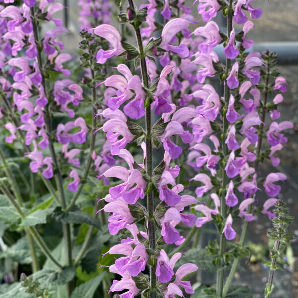 Color Spires® 'Back to the Fuchsia' salvia