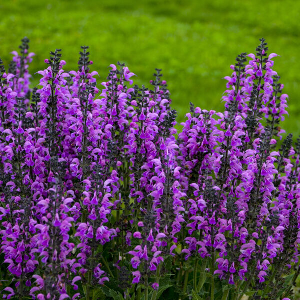 Color Spires® 'Back to the Fuchsia' Salvia