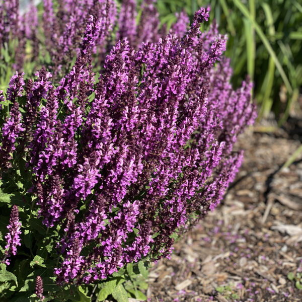 'Pink Profusion' Salvia