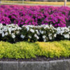 LEMON CORAL™ Sedum - Annual