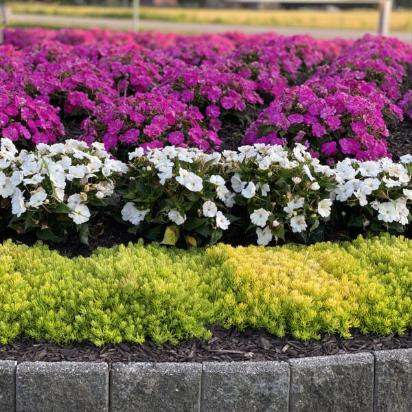 LEMON CORAL™ Sedum - Annual