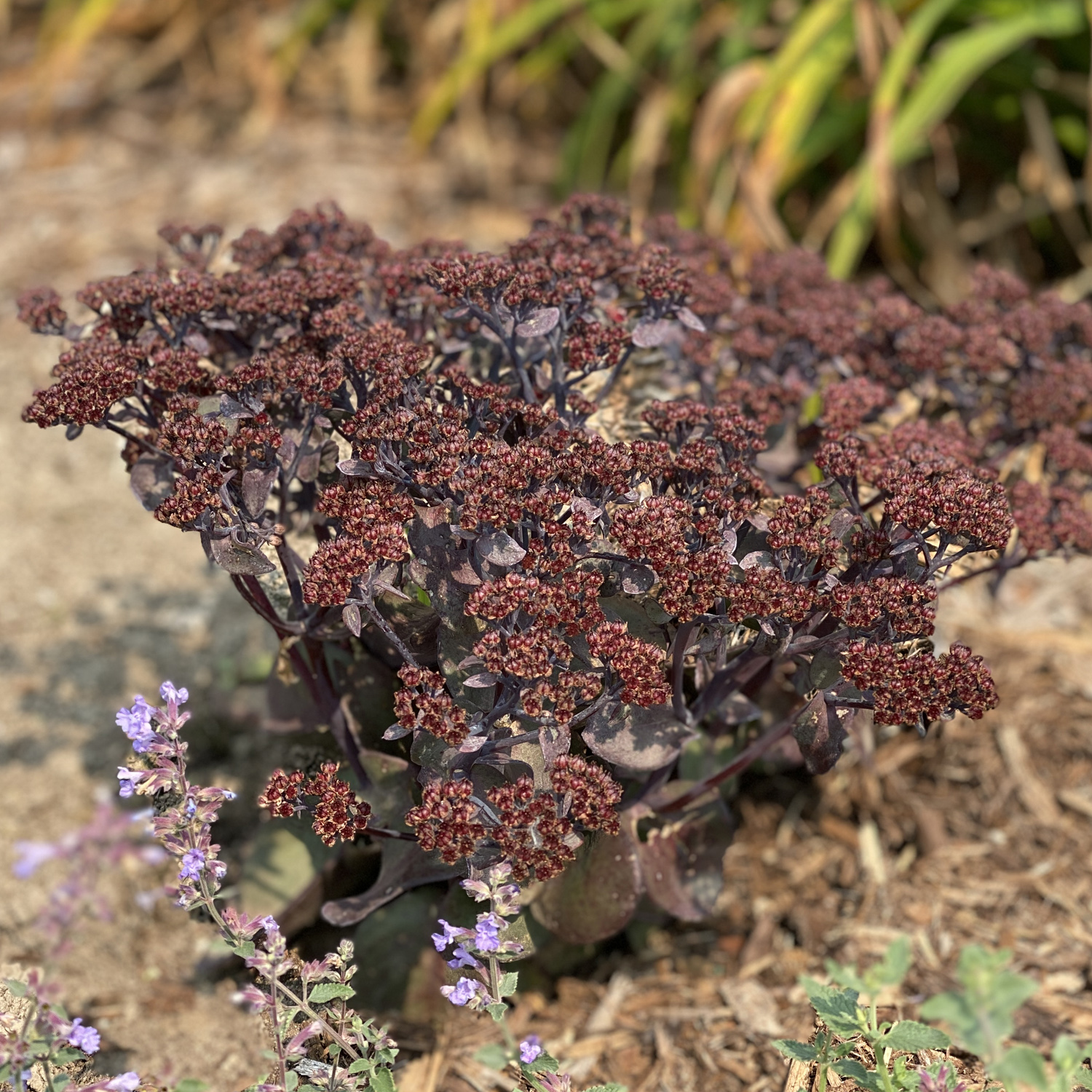 Sedum ROCK N GROW® Back in Black - Perennial