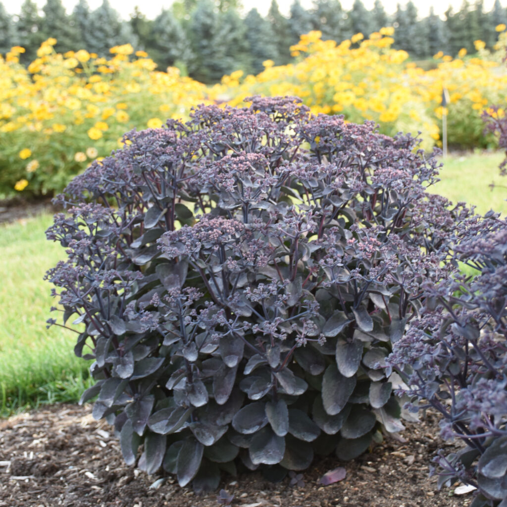 Sedum ROCK N GROW® Back in Black - Perennial