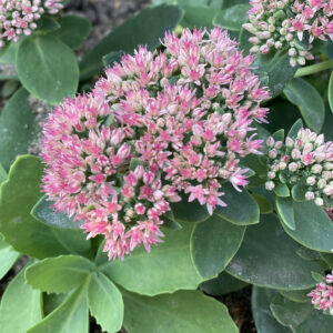 Sedum ROCK N GROW® Coraljade - Perennial