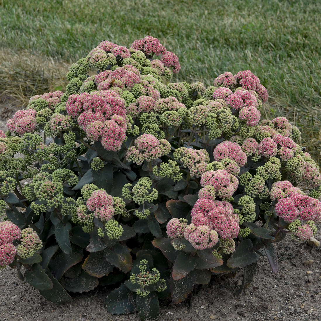 Sedum ROCK 'N GROW® 'Coraljade' - Garden Crossings
