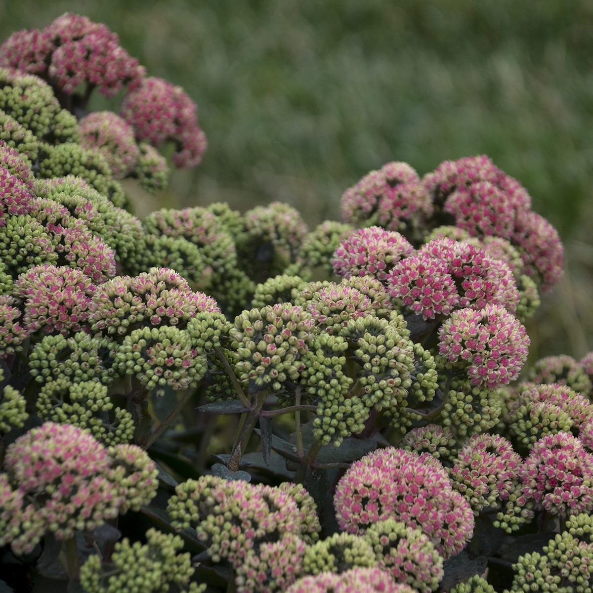 Sedum ROCK 'N GROW® 'Coraljade' - Garden Crossings
