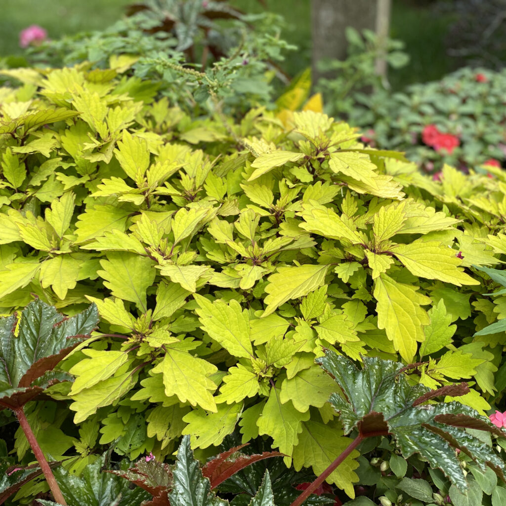 COLORBLAZE® ROYALE PINEAPPLE BRANDY™ coleus