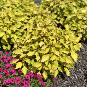 COLORBLAZE® ROYALE PINEAPPLE BRANDY™ coleus