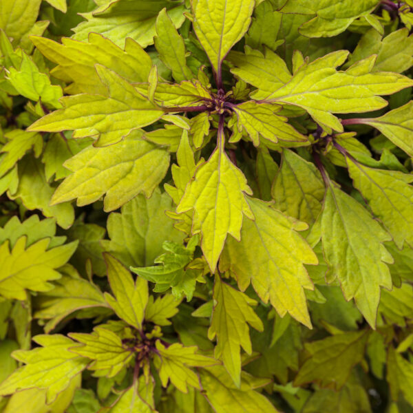 COLORBLAZE® ROYALE PINEAPPLE BRANDY™ Coleus