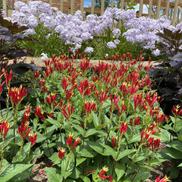 spigelia little redhead