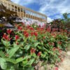 spigelia little redhead