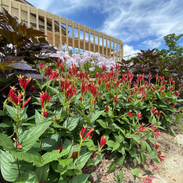 spigelia little redhead