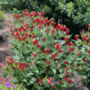 spigelia little redhead