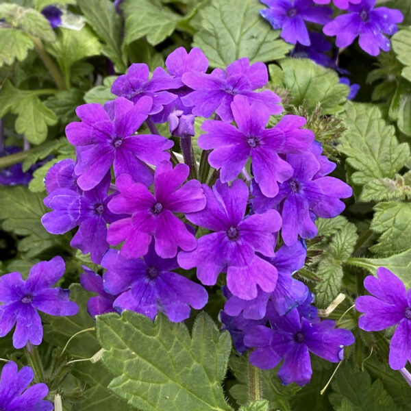SUPERBENA® Dark Blue Verbena - Image 5