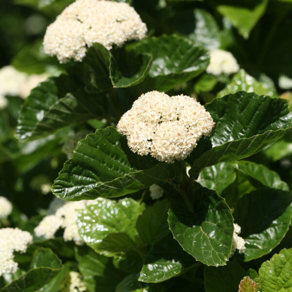 GLITTERS & GLOWS® Viburnum