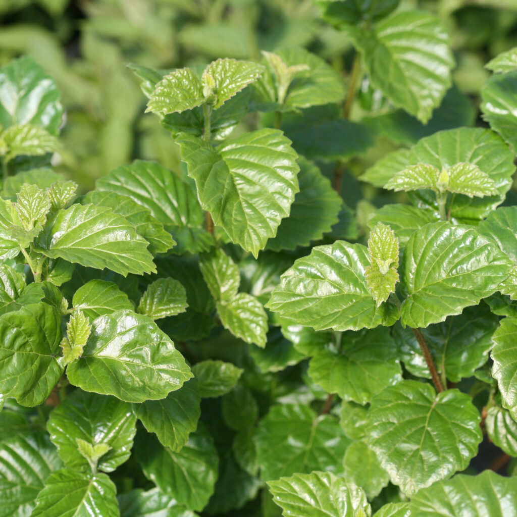 Viburnum GLITTERS & GLOWS™ - Garden Crossings