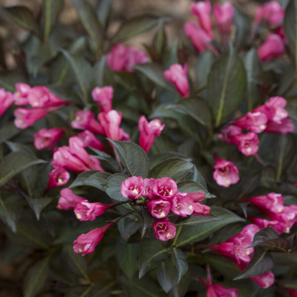 MIDNIGHT WINE SHINE® Weigela