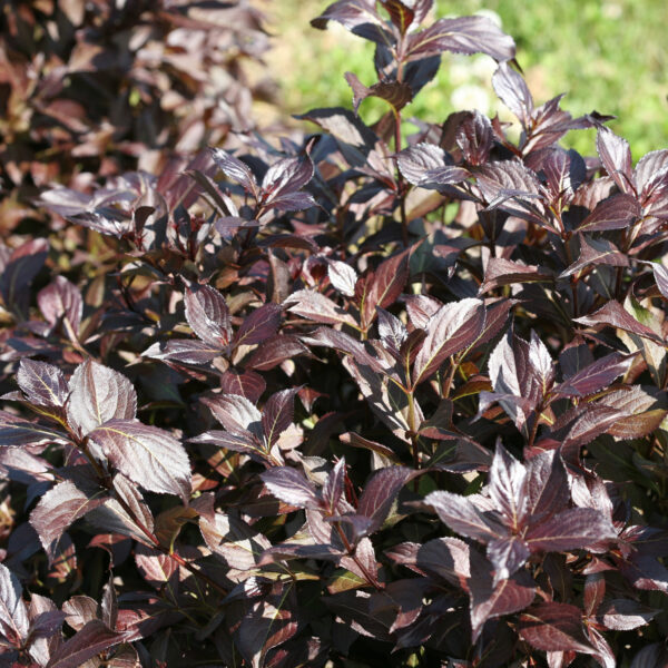 MIDNIGHT WINE SHINE® Weigela