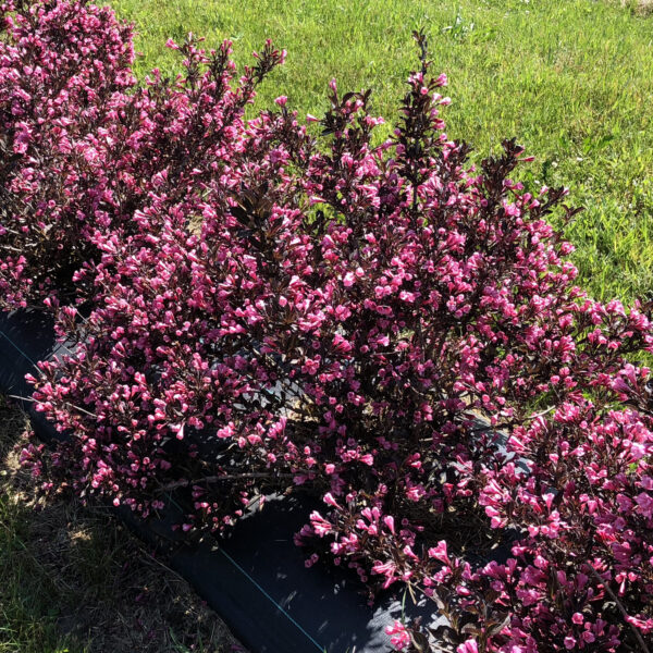 Weigela VERY FINE WINE®