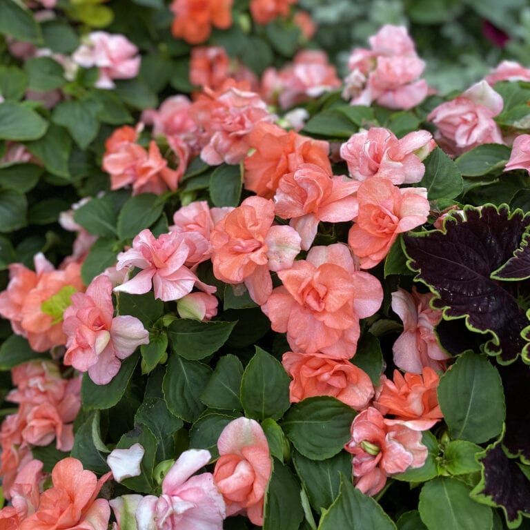 Impatiens ROCKAPULCO Orange Buy Impatiens Double Annuals Online