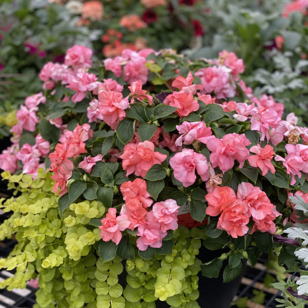 Impatiens ROCKAPULCO Orange Buy Impatiens Double Annuals Online