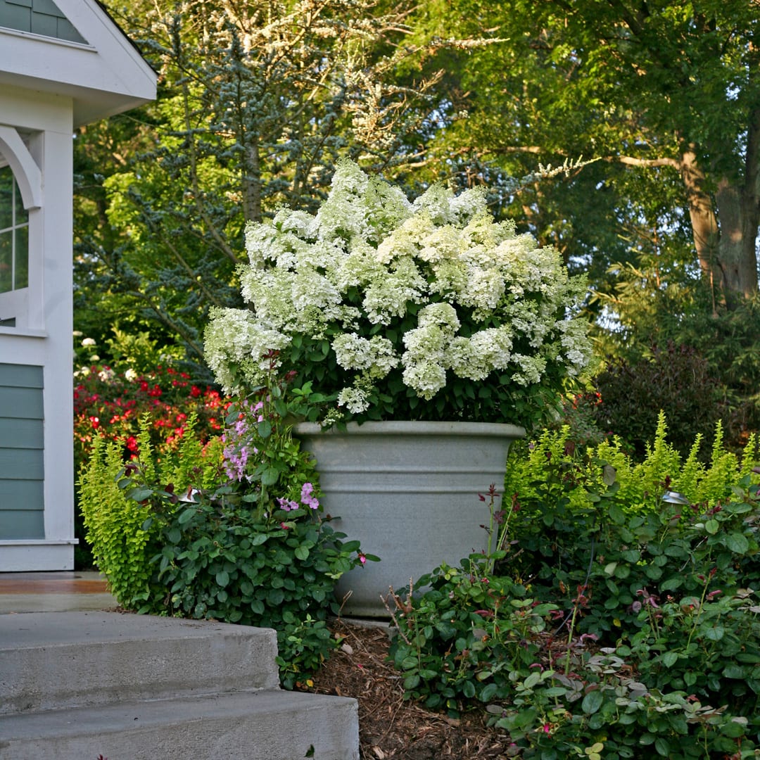 Image of Patio hydrangea in a hanging basket