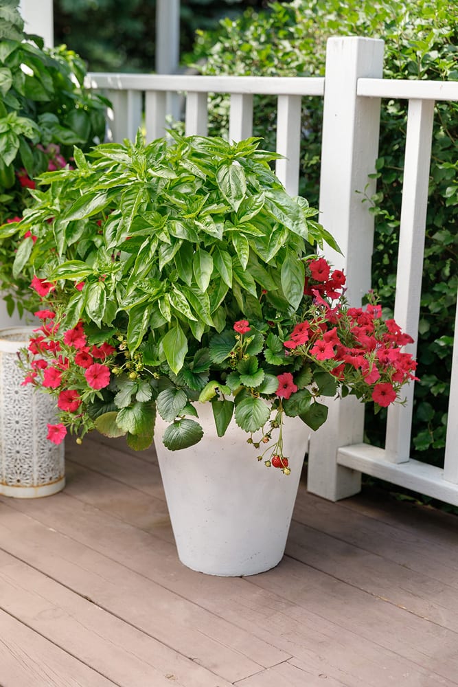 Amazel-Berried Treasure-Paradise_Photo courtesy of Proven Winners
