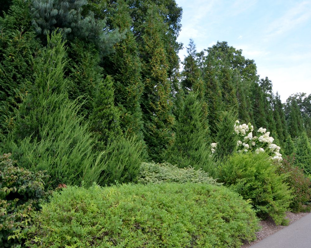 Juniper Gin Fizz-Thuja American Pillar hedge_Photo courtesy of Susan Martin