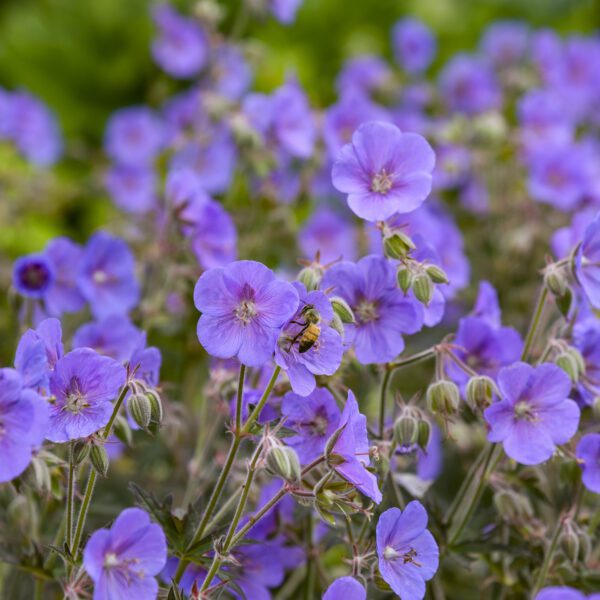 Geranium pratense 'Boom Chocolatta