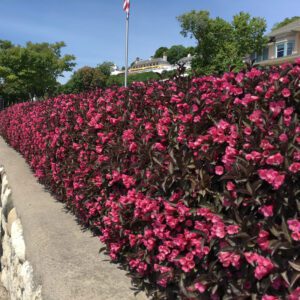 Weigela Wine and Roses Hedge photo courtesy of Proven Winners