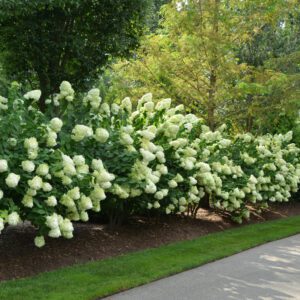 Hydrangea Limelight Prime® - Shrub