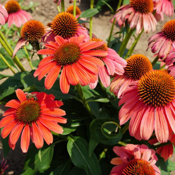 Echinacea SOMBRERO® 'Tango Tangerine' - Image 2