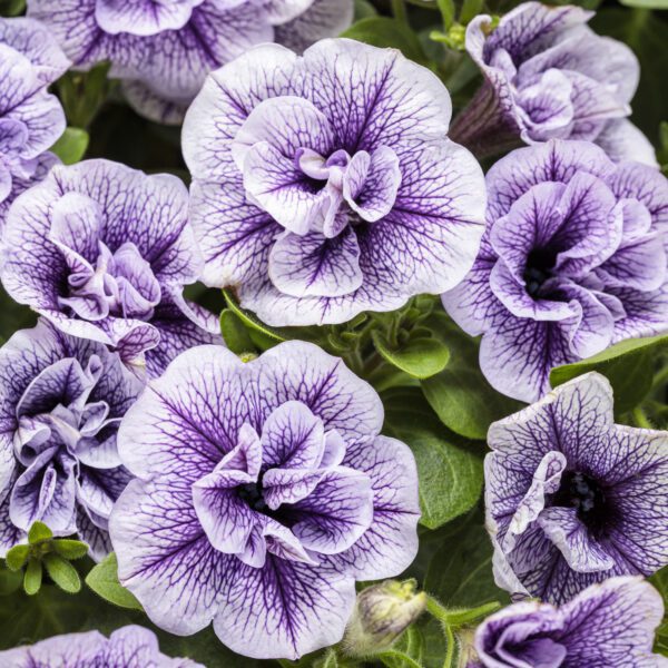 SUPERTUNIA® PRISCILLA® Petunia