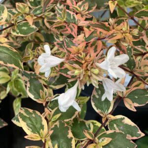 TRES AMIGOS™ Abelia - Shrub