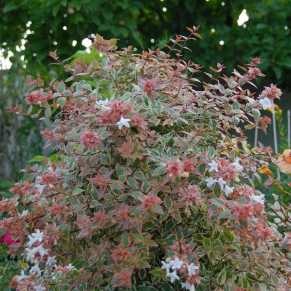 TRES AMIGOS™ Abelia - Shrub