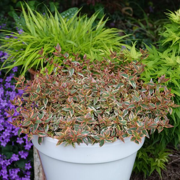 TRES AMIGOS™ Abelia - Shrub