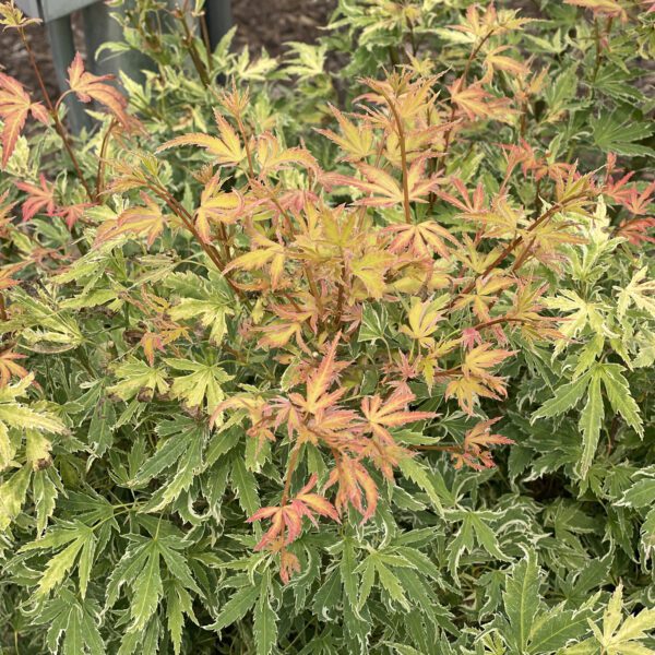 METAMORPHOSA™ Acer - Shrub