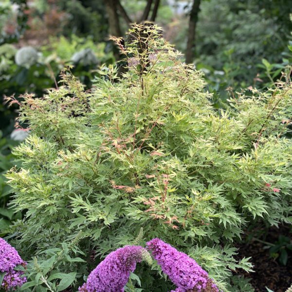 METAMORPHOSA™ Acer - Shrub