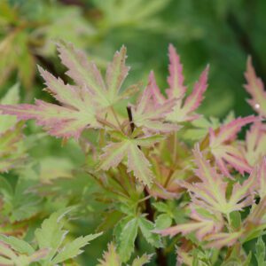 Acer - Japanese Maple