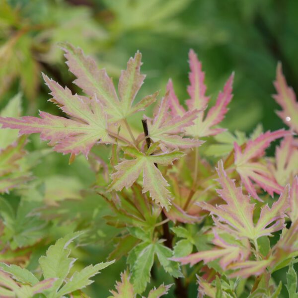 METAMORPHOSA™ Acer - Shrub