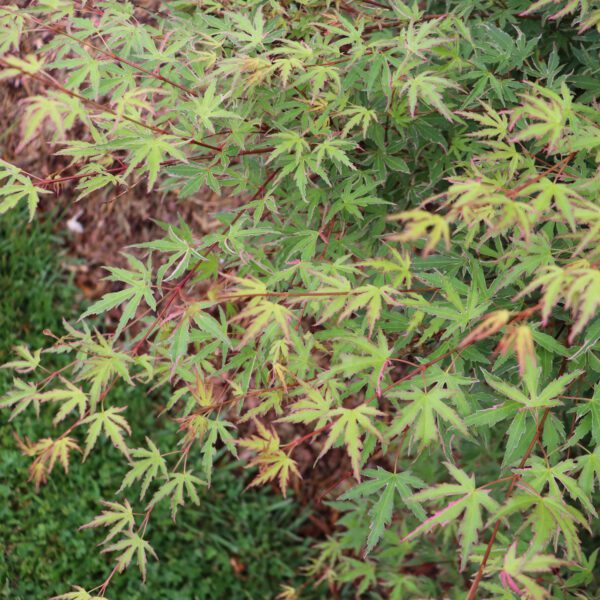 METAMORPHOSA™ Acer - Shrub