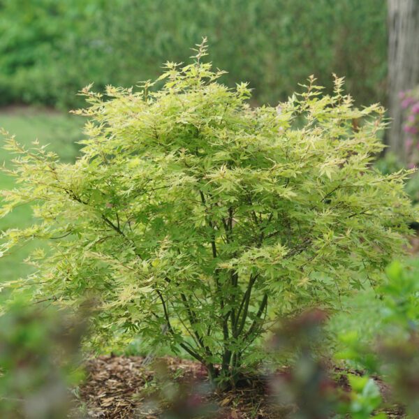 METAMORPHOSA™ Acer - Shrub