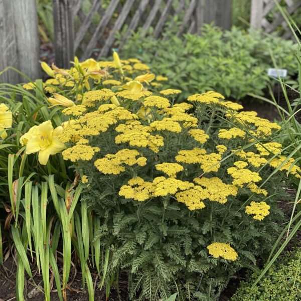 Firefly Sunshine Achillea - Perennial