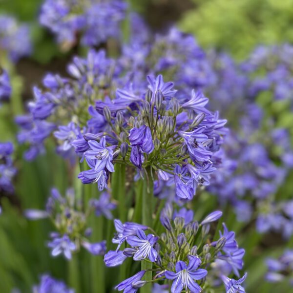 Agapanthus Little Galaxy - Perennial